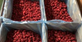 SELL FRESH FRUITS FRESH RASPBERRIES, PRICE - INTERNATIONAL AGRICULTURAL EXCHANGE, Agro-Market24