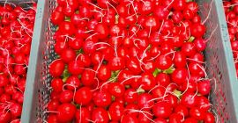 I will sell large quantities of radish. Tunnel radish,