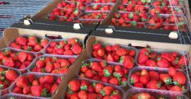 Großhandelsmengen an Harmony-Desserterdbeeren zum Verkauf. Feste, frische, tägliche Ernte.