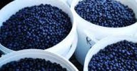 Wild blueberries brought from the small mountain organically picked