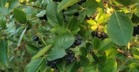 Здраво. Продаћу свеже плодове ароније. Плантажа се одржава без