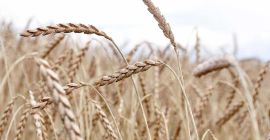I will sell about 6 tons of ORKISZ wheat