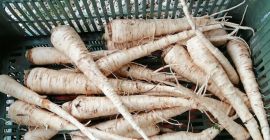 I will sell fresh parsnips 5 zlotys per 1