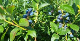 American blueberry for sale. Freshly torn today.