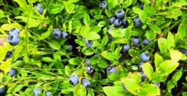 SELL FRESH FRUITS FRESH BERRY, PRICE - AGRICULTURAL ADVERTISEMENTS, Agro-Market24
