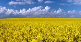 Наша компания &quot;МЕГАБУД&quot; (Украина) готова предложить Вам сотрудничество по