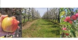 Здравейте, ние сме производители на ябълки от България. Нашата