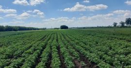 I will sell potatoes Denar straight from the field,