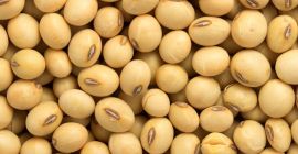 We are bulk exporters and suppliers of Bénin Soybean