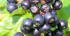 Продајем сезонску аронију