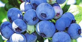 I will sell lower quality blueberry, post-harvest waste is