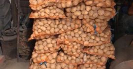 I will sell Madeira and Vineta potatoes, fresh from