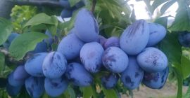 SELL FRESH FRUITS FRESH PLUMS WĘGIERKA, PRICE - AGRICULTURAL ADVERTISEMENTS, Agro-Market24
