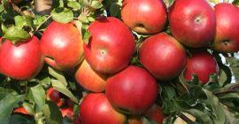 SELL FRESH FRUITS FRESH APPLES, PRICE - CENY ROLNICZE, Agro-Market24