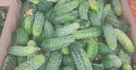 I will sell amarok cucumbers, 600kg-800kg