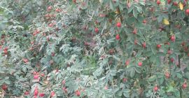 Fresh rose hips of the &quot;Karpatia&quot; variety