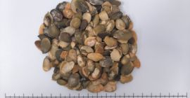 Snow White Pumpkin Seed
