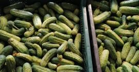 Fresh cucumber, torn every 2 days, a variety suitable