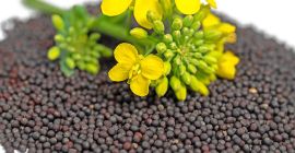 Rapeseeds hjihger quality from 2022 Ukraine 1000 tons immediately