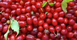 Hello, I have large amounts of Edible Dogwood for