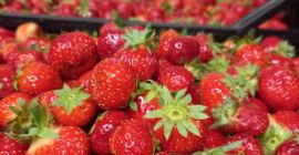 Vendo fragole polacche. Quantità all&#39;ingrosso. Varietà Elsanta. Disponibile fino