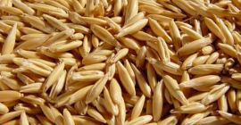 The producer sells oats for export. Delivery terms: DAP: Ukraine – Poland; Ukraine – Hungary; Ukraine – Romania; Ukraine – Slovakia; Ukraine – Moldova and other countries. Location – Ukraine Shipment can be carried out both on motor transport and on railway transport