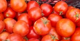 I will sell ground and tunnel tomatoes, price: PLN