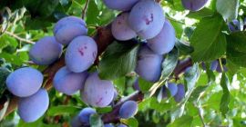 I will sell a plum.
