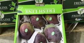 HAMDI from Egypt, selling our fresh mangoes, varieties: Keith,