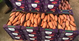 I will sell sweet potatoes of all varieties: Beauregard,