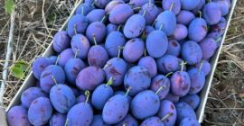 Vendo susine Stanley.