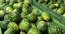SELL DRIED FRUITS FRESH WATERMELONS, PRICE - CENY ROLNICZE, Agro-Market24