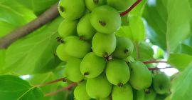 Kiwi berry (kiwi fruit / baby kiwi / mini