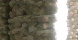 A fehér káposzta értékesítésével kapcsolatban keresünk olyan cégeket, amelyek