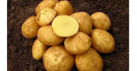 Vendo patate ecologiche da 8 quintali circa varietà Vineta