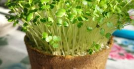 Wir produzieren Sprossen und Brokkoli-Mikroflora in Schalen / Töpfen.