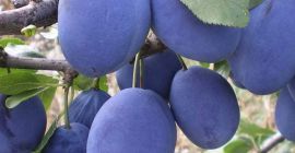 Venderò tophit nella città di Szydłów da una giovane