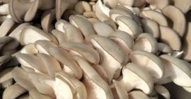 Vendi funghi coltivati funghi ostrica. I funghi sono coltivati