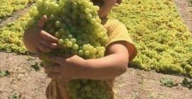 Качественный виноград. Плантация располагалась в 15 км от Кишинева.