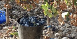 SELLING GRAPES, TEMPRANILLO, to make wine, VIÑEDO DO ARLANZA.