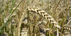We can provide 5000 t of Best Ukrainian Wheat