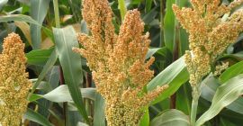 Production of the 2021 harvest - sorghum - 330