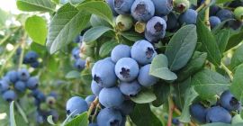 SELL FRESH FRUITS FRESH BLUEBERRY, PRICE - AGRICULTURAL EXCHANGE, Agro-Market24