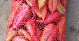 I am selling kapia peppers and donuts Price negotiable