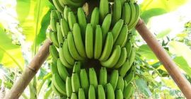 Place of Origin: Indonesia
East Java
Malang, Jombang
Brand Name: Adhinata Banana
Product Type: Tropical Fruit
Style : Fresh
Variety Cavendish:  Banana
Cultivation Type:  Common
Color:  Green
Maturity : 7-9 Week
Certification : BPOM & Halal
Size Wide :3-4 cm
Long : 15-20 cm
Packing Box : 13,5 Kg gross weight
Capacity (Month):  100 MT
Payment Term Irrevocable L/C
Payment at sight 100% or
T/T Telegraphic Transfer
DP 50% before production & 50% after BL issued
Unit Price (MT):  $800 USD per Metric Tons
Incoterm:  FOB Tanjung Perak Port of Surabaya