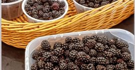 SELL FRESH FRUITS FRESH BLACKBERRIES, PRICE - INTERNATIONAL AGRICULTURAL EXCHANGE, Agro-Market24