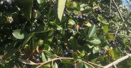 Aronia nu este fertilizată și stropită cu nimic. Crește