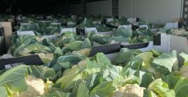 I am selling quality I cauliflower