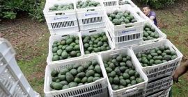 Avocado comestibil de cea mai bună calitate de la
