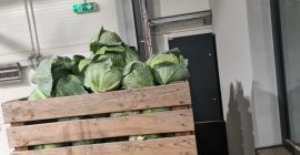 Oferujemy kapustę białą pakowaną w kartony 900 kg. 24